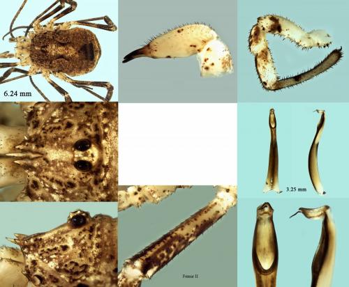 Odiellus spinosus